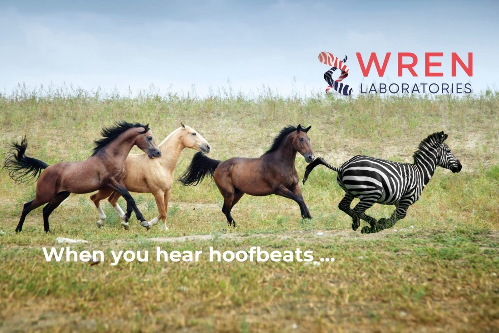 Zebra in a pack of horses